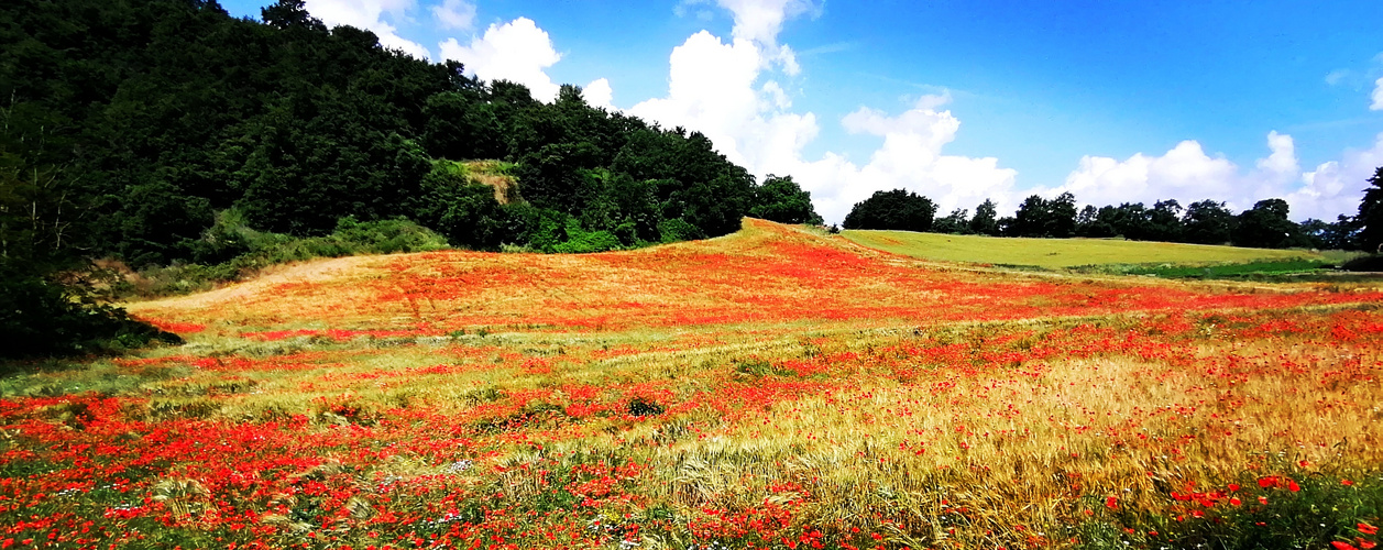 Colline della Tuscia