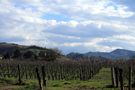 colline dell'Oltrepo von Lorena Torregiani 