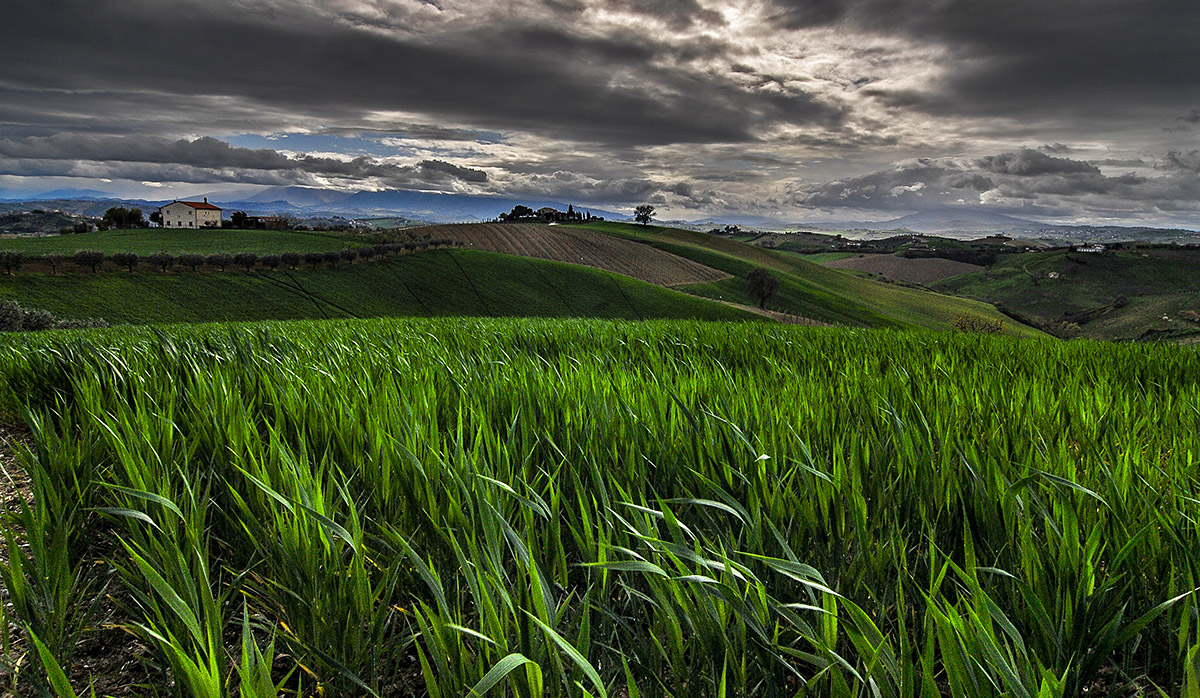 Colline di grano