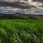 Colline di grano