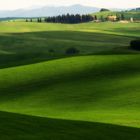 Colline di Lajatico 2017 04