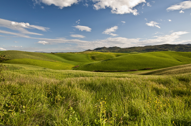 Colline di Lajatico