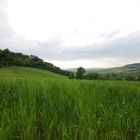 Colline di Saturnia