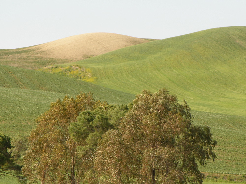 Colline di Tarquinia.