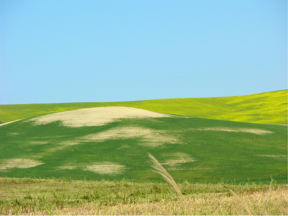 Colline di Tarquinia...dal verde irlandese