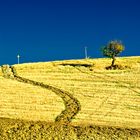 colline di Tarsia