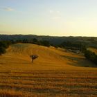 colline di Urbino