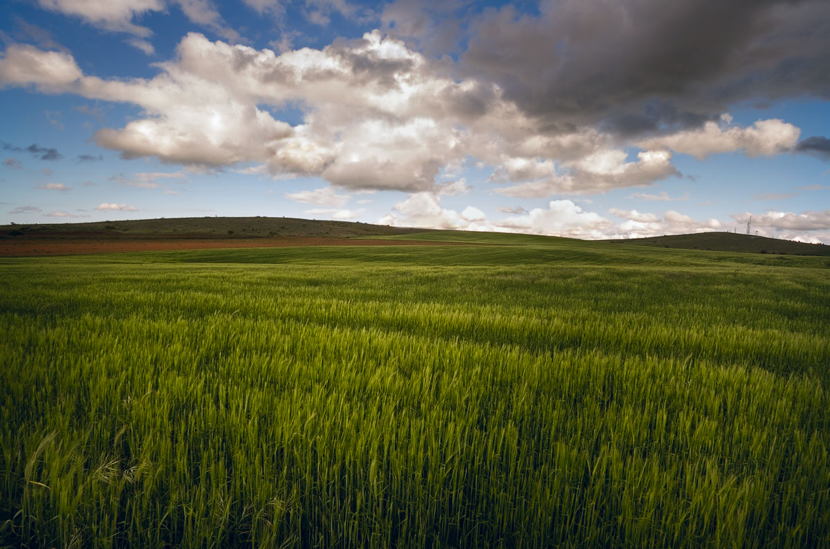 Colline