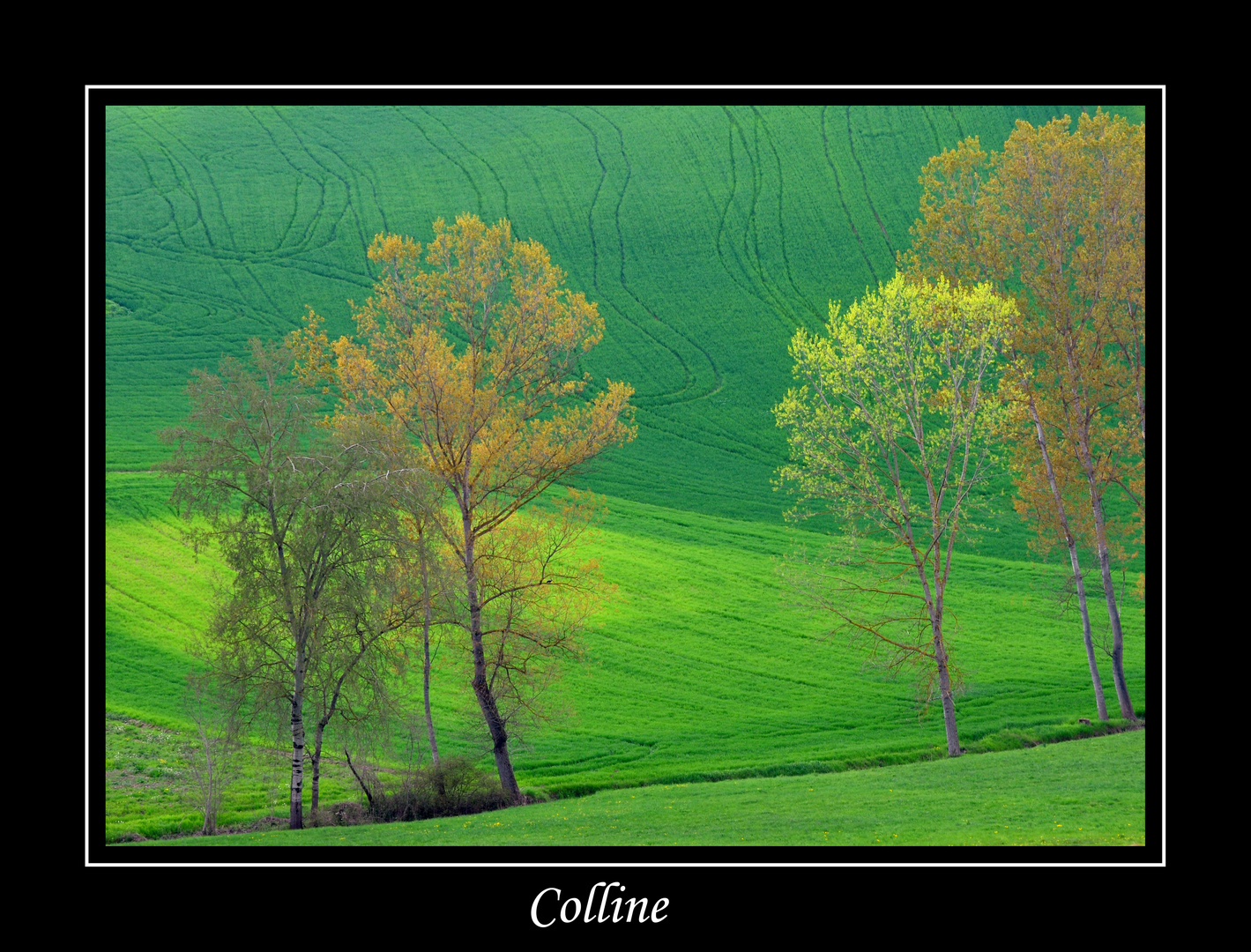 Colline