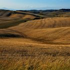 Colline Laiatico - Pisa