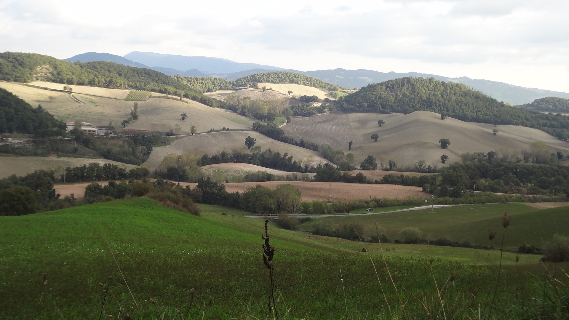 Colline marchigiane