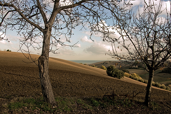 COLLINE MARCHIGIANE