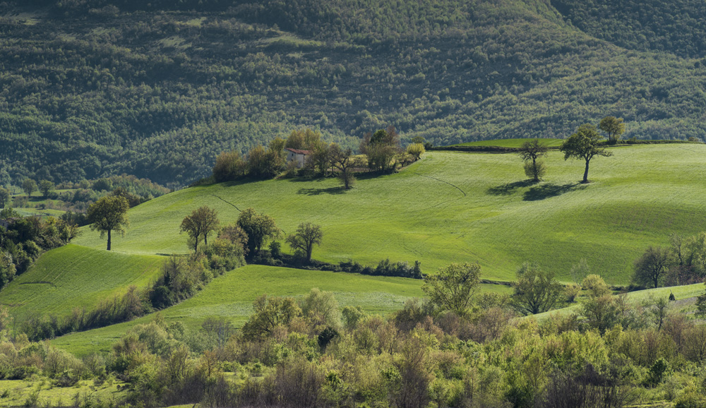 Colline Marchigiane