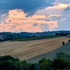 Colline Marchigiane Coltivate