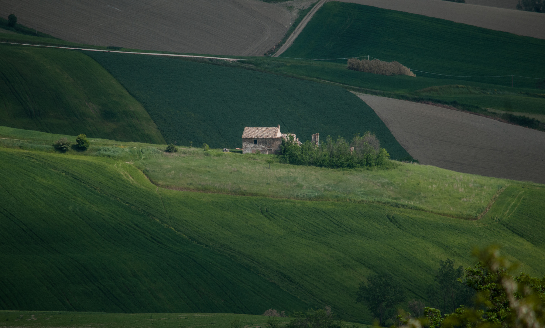 Colline marchigiane