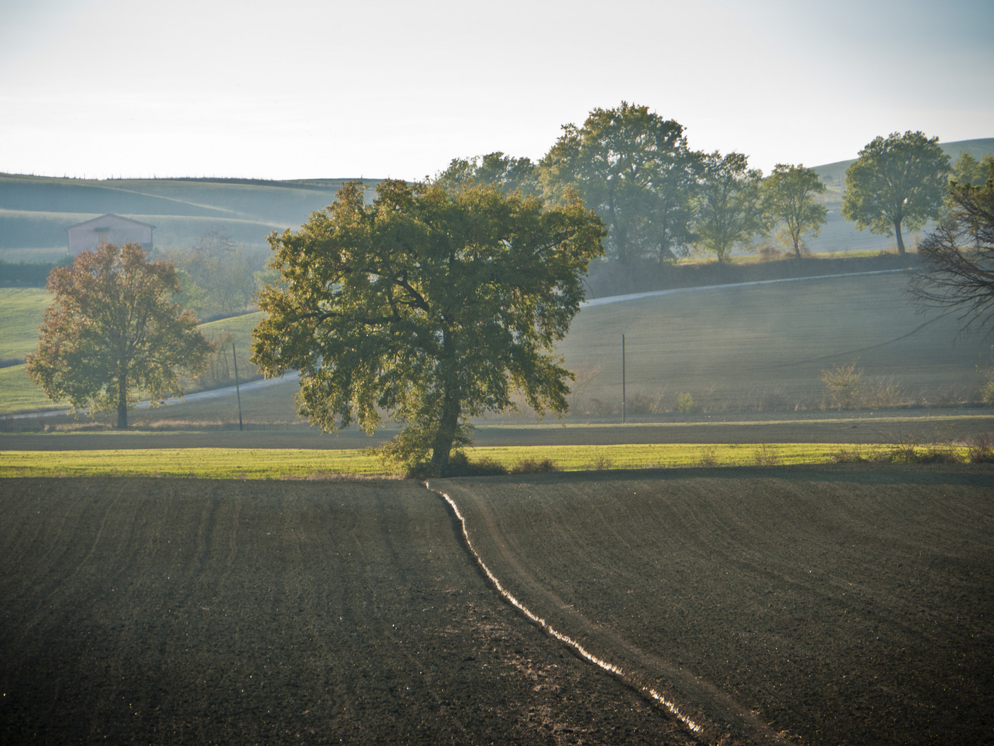 colline senesi