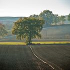 colline senesi