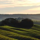 Colline Senesi