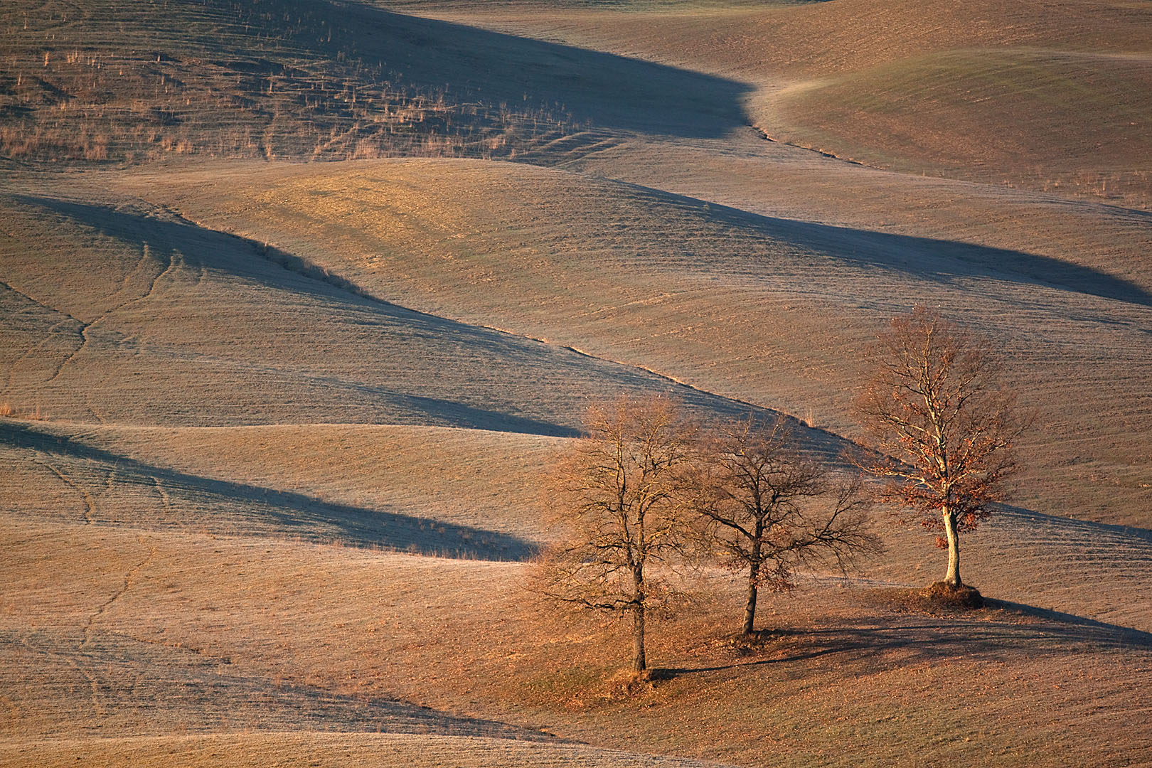 Colline senesi