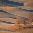 Colline senesi