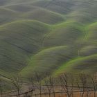 Colline senesi - Colori di Marzo