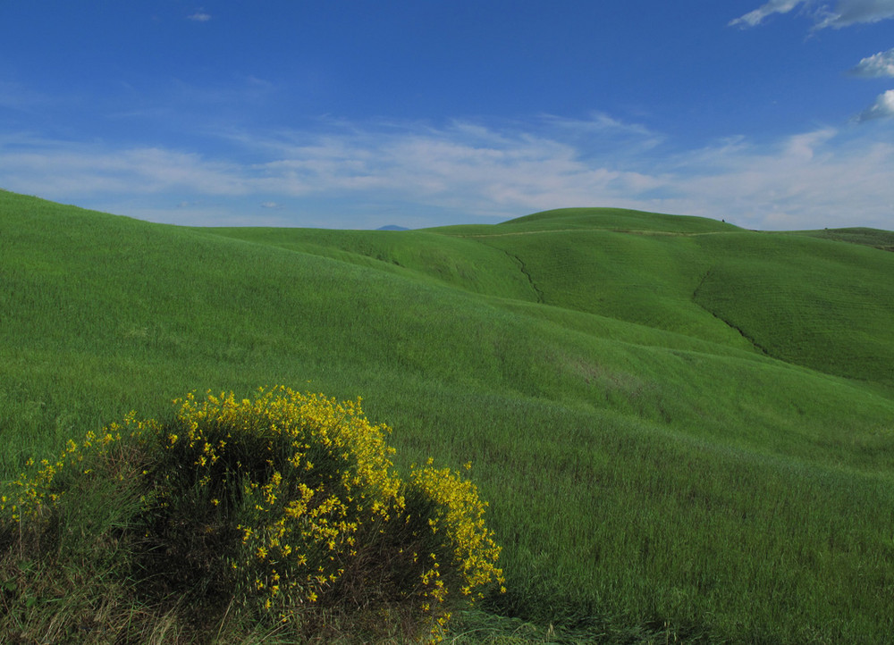 Colline senesi, giugno 2009