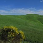 Colline senesi, giugno 2009