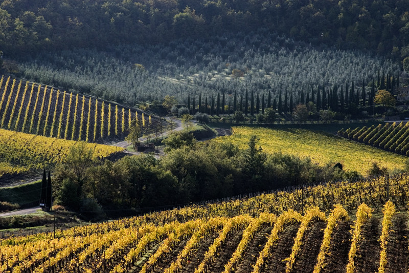 Colline senesi in autunno - Chianti 1