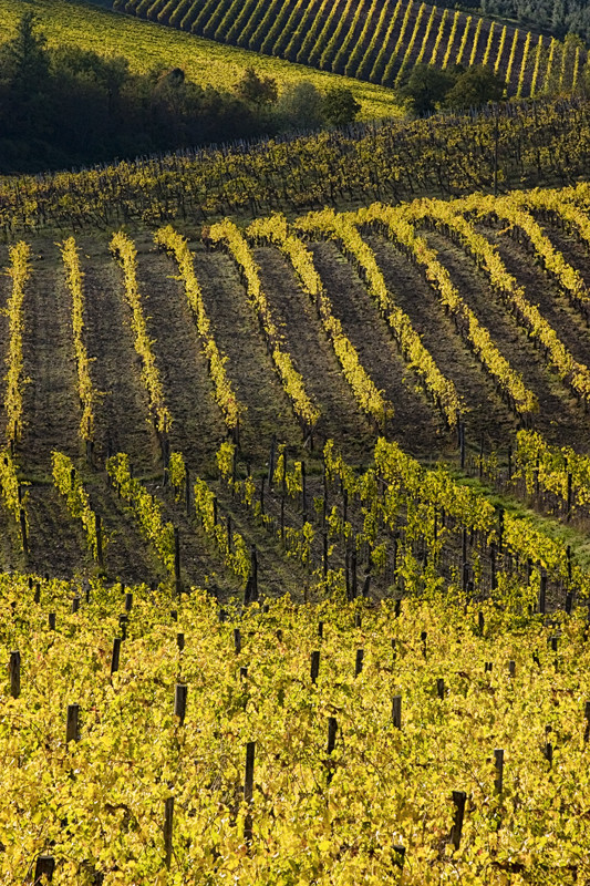 colline senesi in autunno - Chianti 2