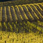 colline senesi in autunno - Chianti 2