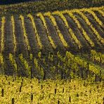 colline senesi in autunno - Chianti 2