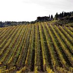 colline senesi in autunno - Chianti 3