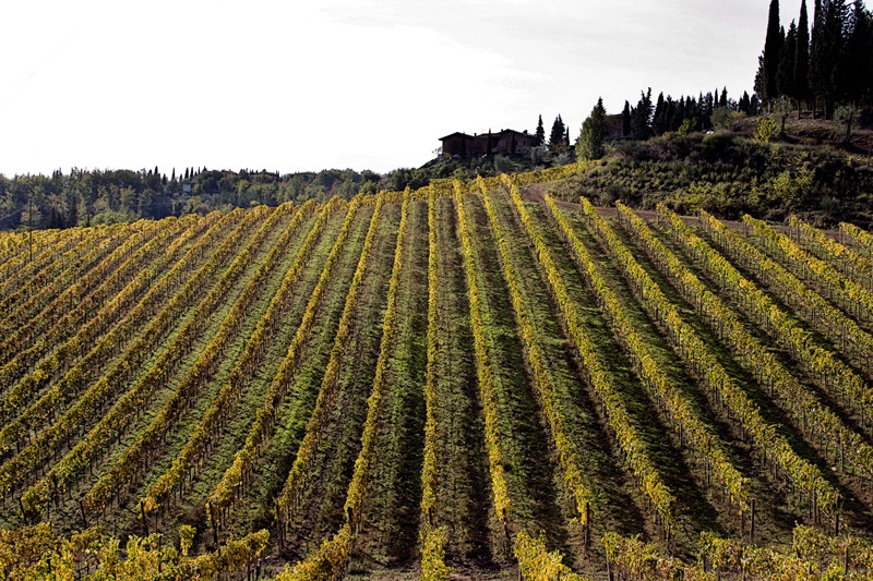 colline senesi in autunno - Chianti 3