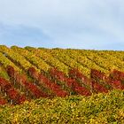 colline senesi in autunno - Chianti 4