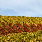 colline senesi in autunno - Chianti 4