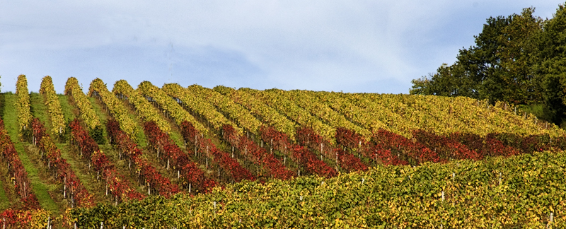 colline senesi in autunno - Chianti 4