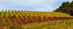 colline senesi in autunno - Chianti 4