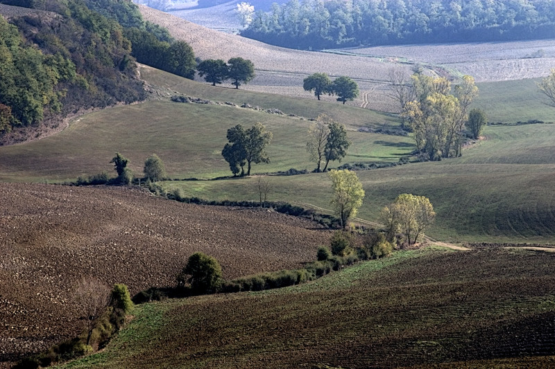 Colline senesi in autunno - Crete 1