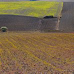 COLLINE TOSCANE