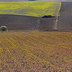 COLLINE TOSCANE