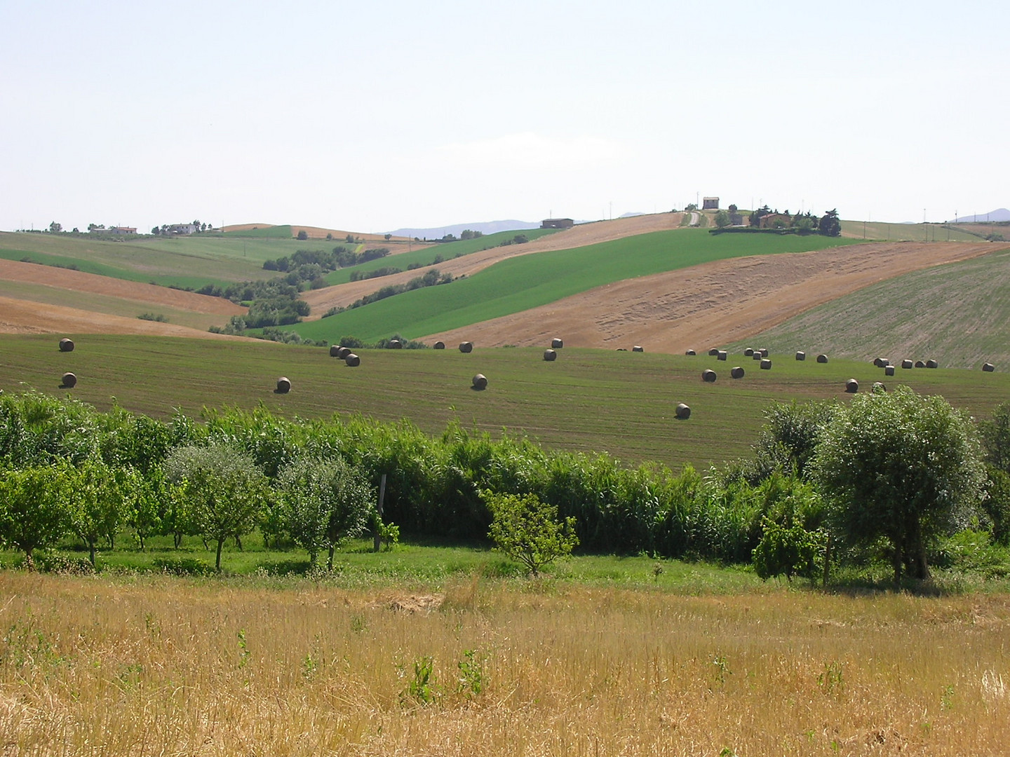 Colline toscane