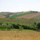 Colline toscane