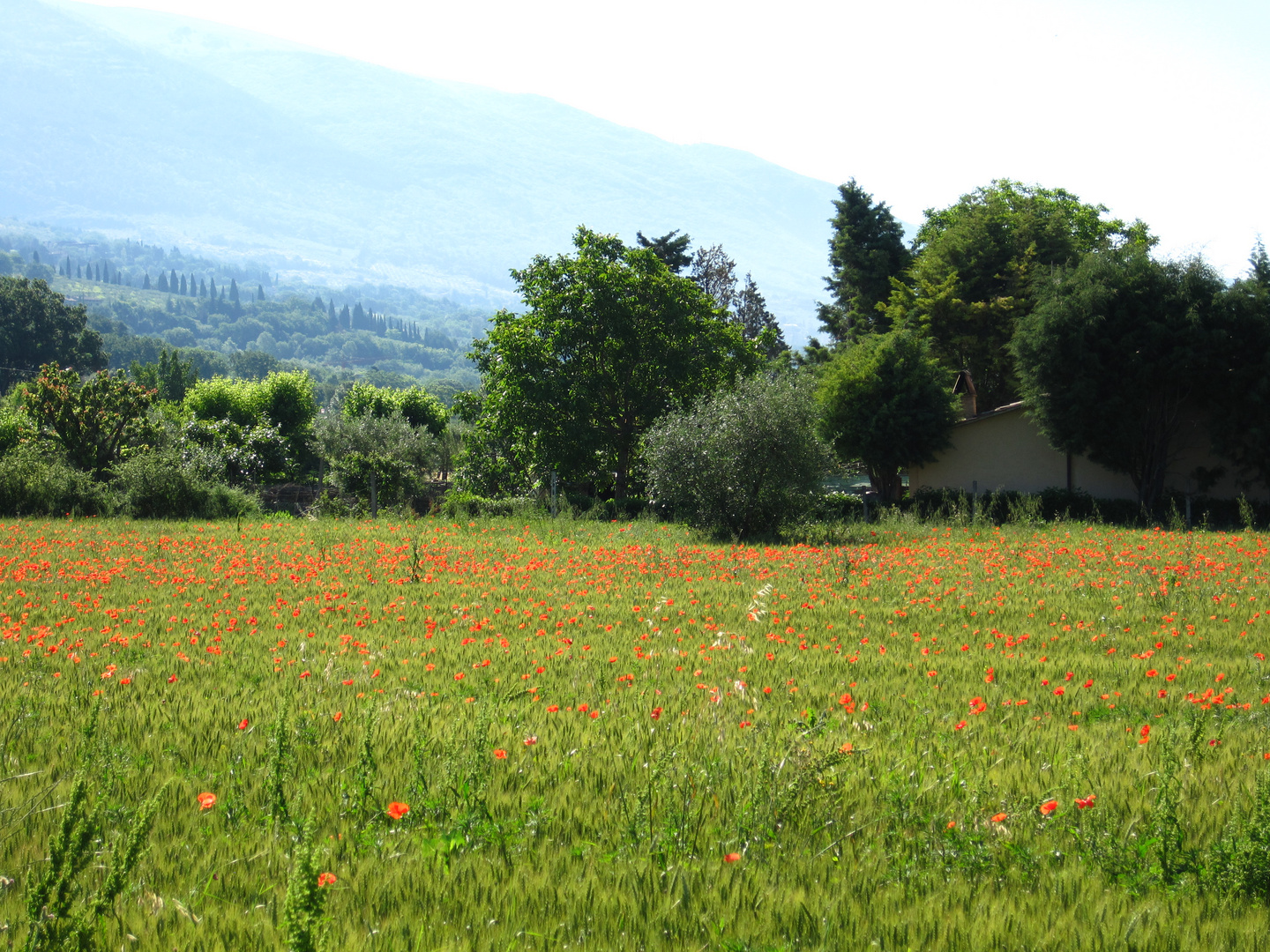 Colline umbre - Collines de l'Ombrie