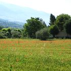 Colline umbre - Collines de l'Ombrie