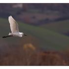 Colline Umbre (con Garzetta)