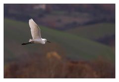 Colline Umbre (con Garzetta)