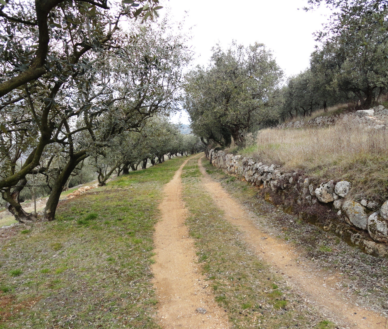 colline veronesi 1