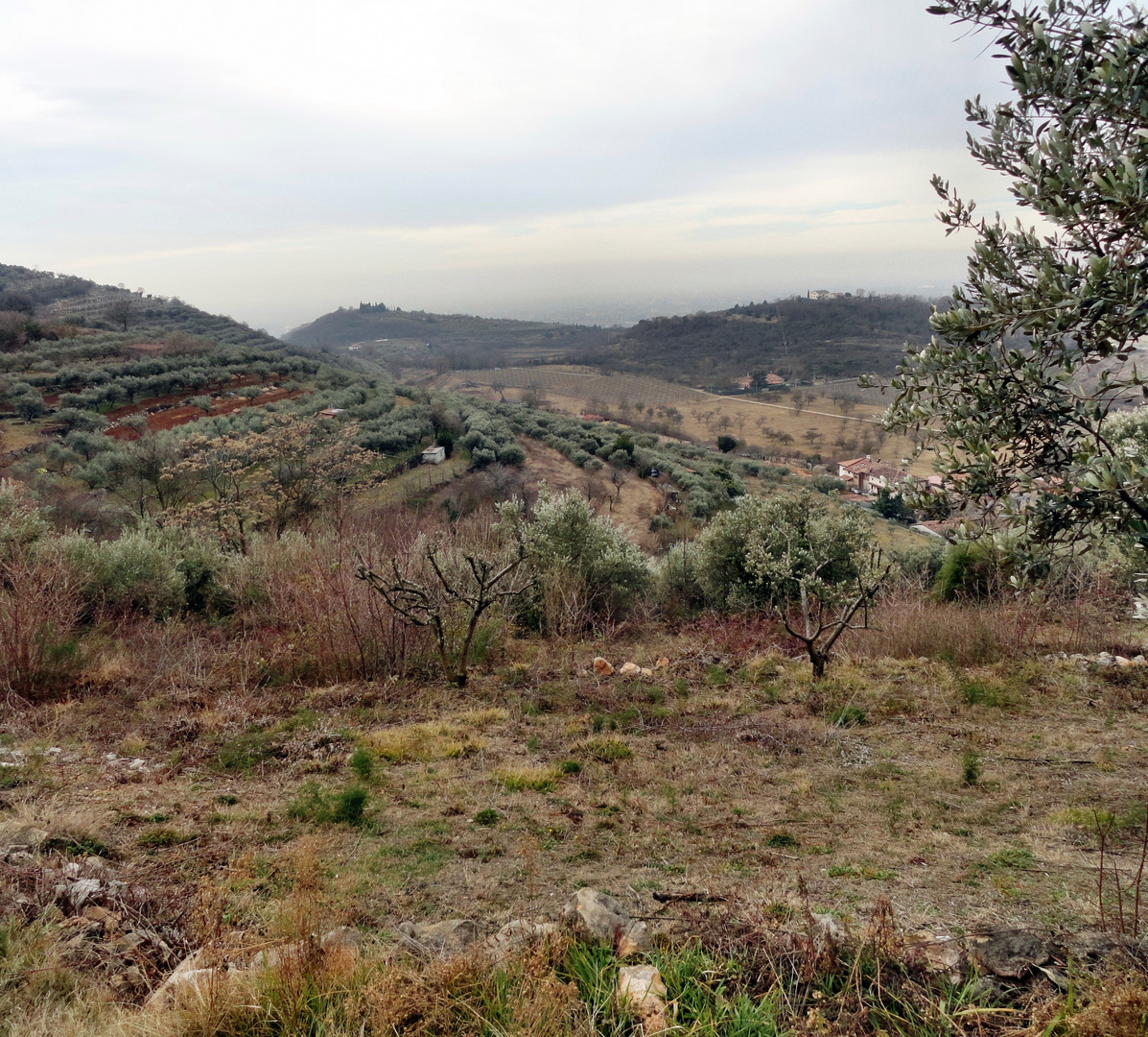 colline veronesi