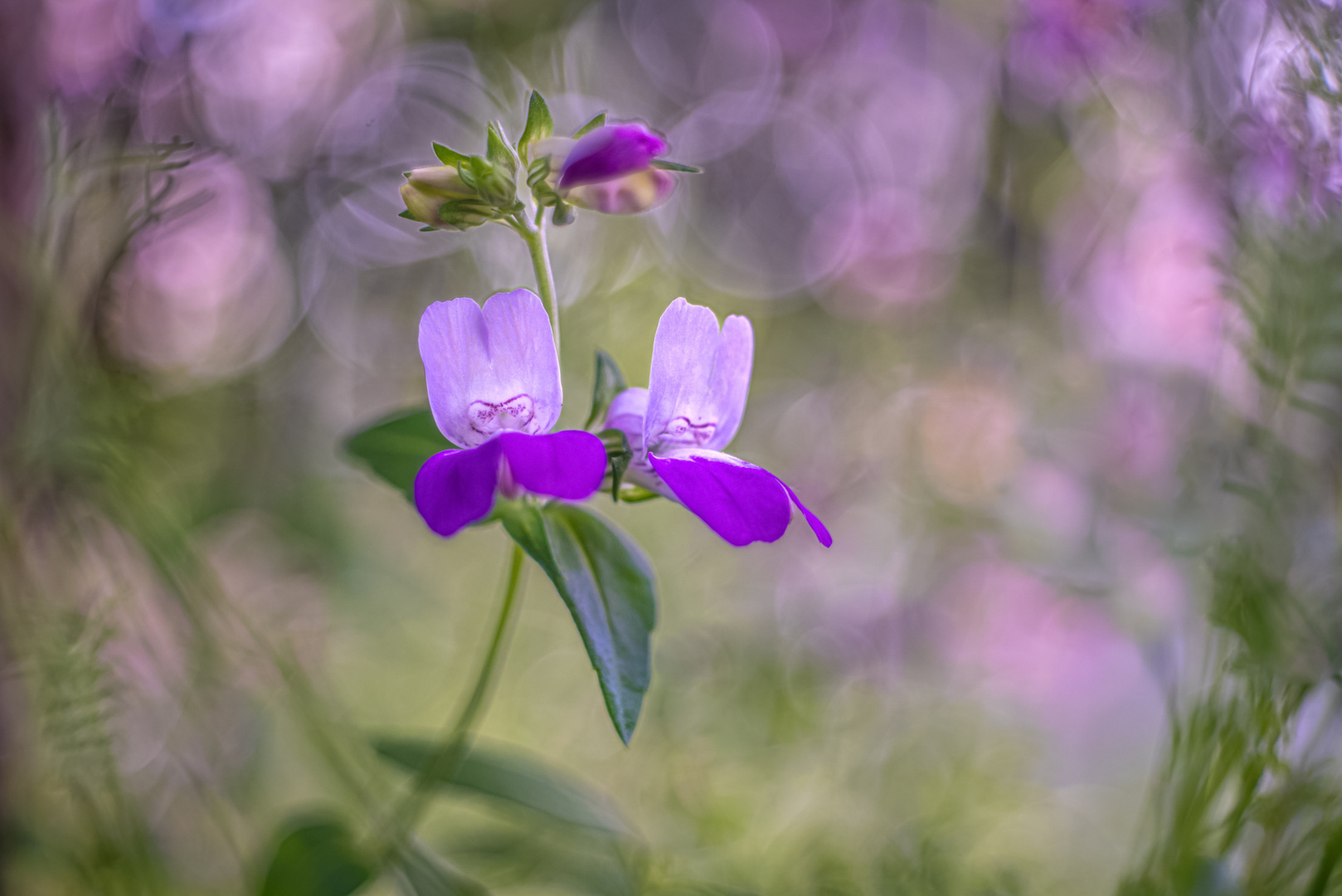 Collinsia mit Altglas 