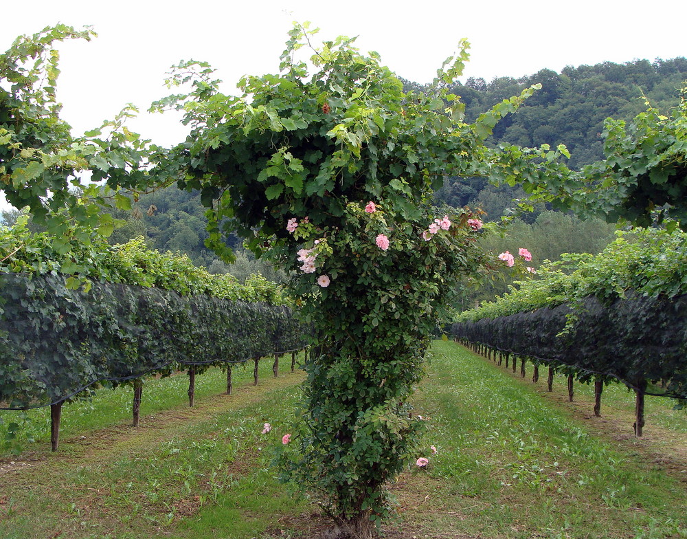 Collio - Wein und Rosen